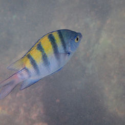 Panamic Sergeant Major (Abudefduf troschelii)