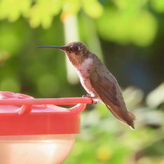 Ruby-throated Hummingbird (Archilochus colubris)