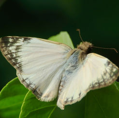 Laviana White-Skipper (Heliopetes laviana)