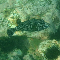 Guineafowl Puffer (Arothron meleagris) - Black/spotted Form