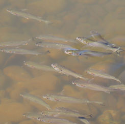 Common Mullets (Genus Mugil)