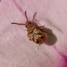Pea and Bean Weevil (Genus Acanthoscelides)