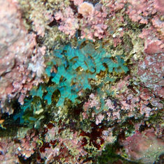 Forked Ribbons (Dictyota dichotoma)