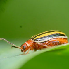 Flea Beetles (Kuschelina tenuilineata)