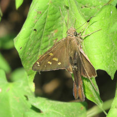 Dorantes Longtail (Cecropterus dorantes)