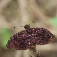 Widespread Bent-Skipper (Cycloglypha thrasibulus)