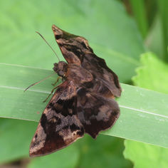 Death-mask Spurwing (Antigonus nearchus)