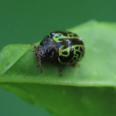 Calligrapha pantherina