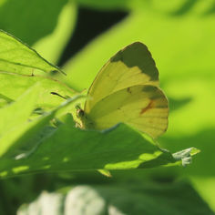 Boisduval's Yellow (Eurema boisduvaliana)