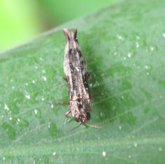 Agrilus langei