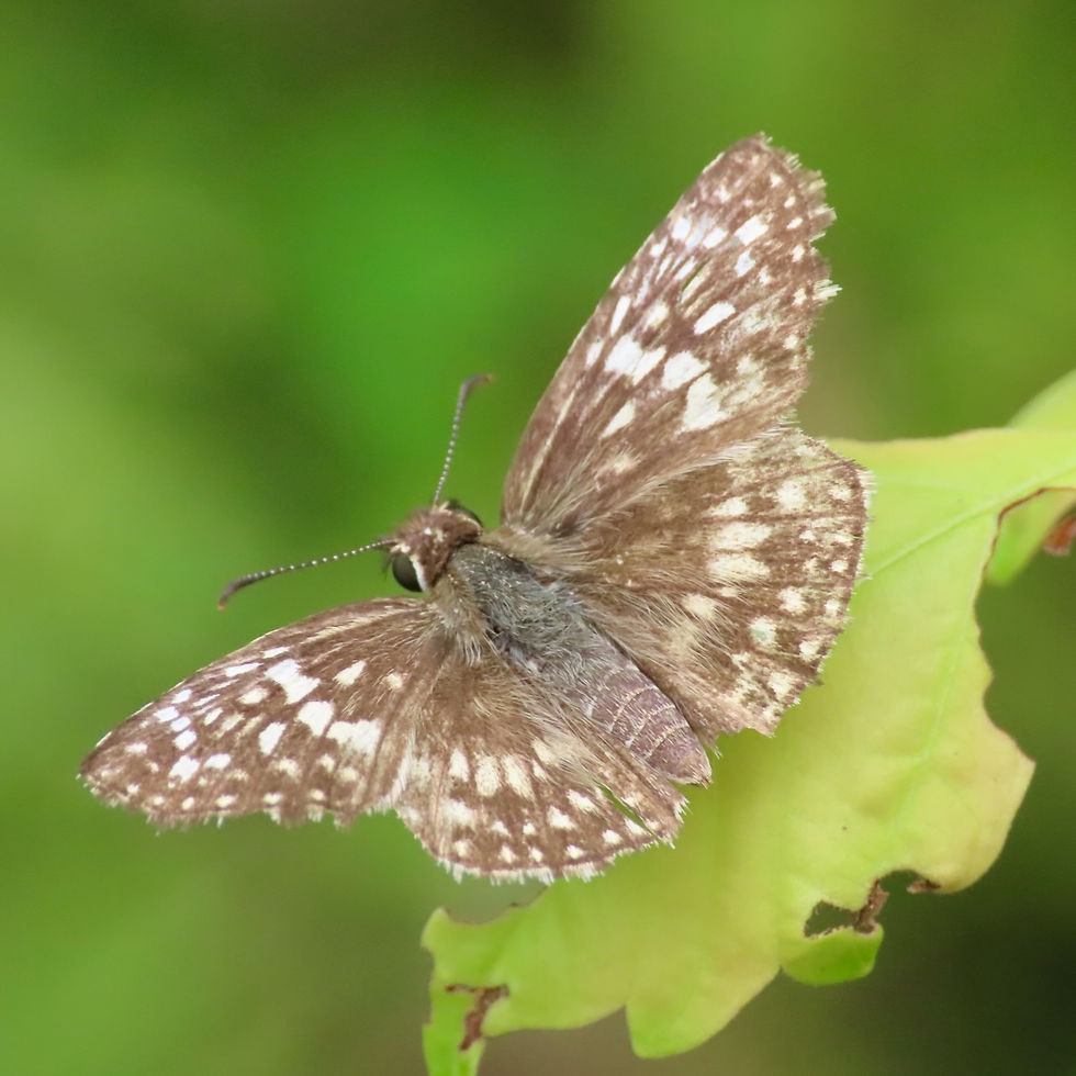 Tropical Checkered-Skipper