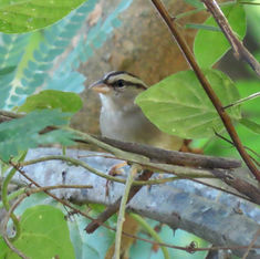 Olive Sparrow (Arremonops rufivirgatus)