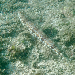 Sauro Lizardfish (Synodus lacertinus)