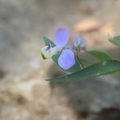 Velvetseed Milkwort (Hebecarpa obscura)