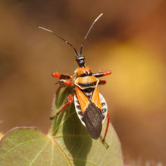 Bee Assassin Bug - Apiomerus pictipes