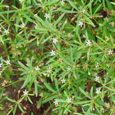 Green Carpetweed (Mollugo verticillata)