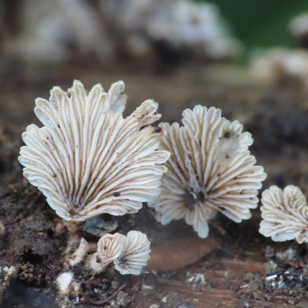 Fungi