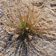 Whorled Dropseed (Sporobolus pyramidatus)