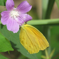 Tailed Orange (Eurema proterpia)