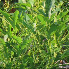 Cayaponia attenuata