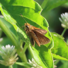 Redundant Skipper (Corticea corticea)
