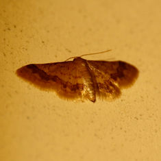 Genus Idaea