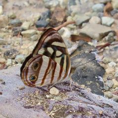 Four-spotted Sailor (Dynamine postverta) - Male