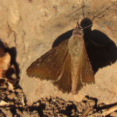 Mimosa Skipper (Cogia calchas)
