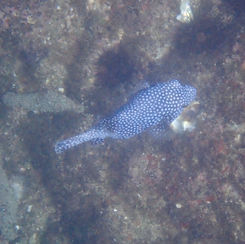 Guineafowl Puffer (Arothron meleagris) - Black/spotted Form