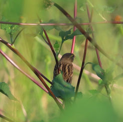 Dickcissel (Spiza americana)
