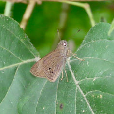 Carystus argus
