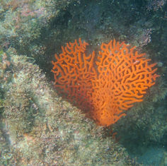 Genus Pacifigorgia