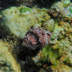 Thorn Latirus (Opeatostoma pseudodon)