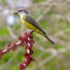Tropical Kingbird (Tyrannus melancholicus)