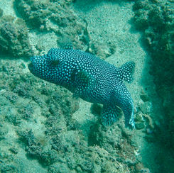 Guineafowl Puffer (Arothron meleagris) - Black/spotted Form