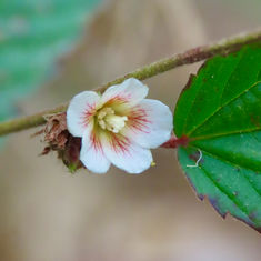 Hornbeam Leaved Melochia (Melochia nodiflora)