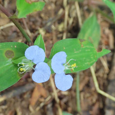 Whitemouth Dayflower (Commelina erecta)