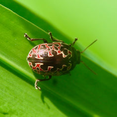 Calligrapha multipustulata
