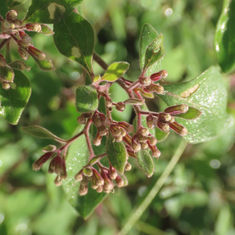 Salpianthus arenarius