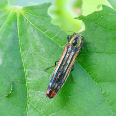 Agrilus catherinae