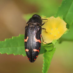 Genus Acmaeodera