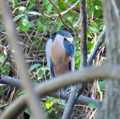 Boat-billed Heron (Cochlearius cochlearius)