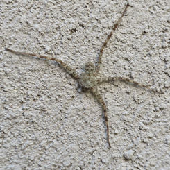 Crescent-eyed Spider
