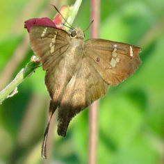 Long-tailed Skipper (Urbanus proteus)