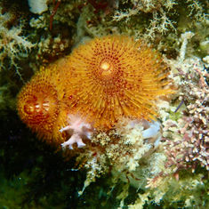 Ornate Christmas Tree Worm (Spirobranchus incrassatus)