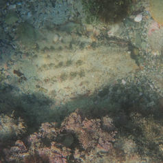 Pinna rugosa