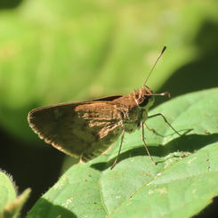Saturnus Skipper (Callimormus saturnus)