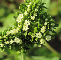 Tournefortia hartwegiana