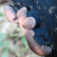 Genus Hypoxylon - Fungus