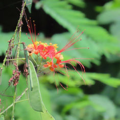 Peacock Flower (Caesalpinia pulcherrima)